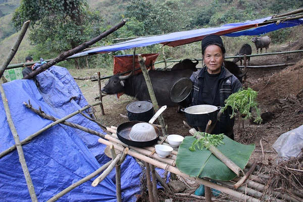 Bà Thò Thị Xá đưa đàn trâu của gia đình đi tránh rét ở thôn Chu Cang Hồ, xã Tòng Sành (Bát Xát),