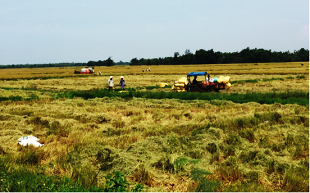 Không sử dụng đất chuyên trồng lúa nước có năng suất cao, sản xuất hiệu quả, ổn định để khai thác quỹ đất, sản xuất kinh doanh, dịch vụ. Ảnh Minh Hậu 