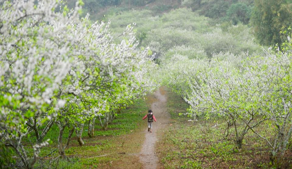 Mộc Châu, với những thung lũng hoa nở, những cung đường mòn đẹp và những đồi chè xanh mướt bạt ngàn sẽ đem lại trải nghiệm thích thú cho các vận động viên tham gia.