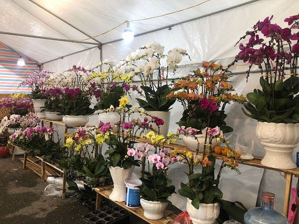 Càng gần đến Tết thì nhu cầu mua hoa, chơi hoa của người dân lại một tăng lên