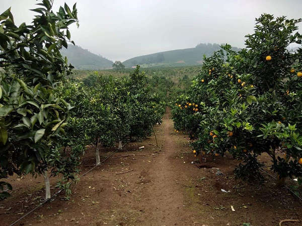 Năm 2019, tỉnh Sơn La sẽ tập trung tập trung cho phát triển nông nghiệp hữu cơ bền vững