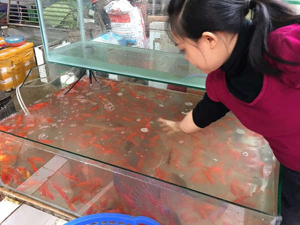Cá được lấy từ một số tỉnh miền xuôi lên Sơn La, bán với giá từ 5.000-10.000 đồng/con