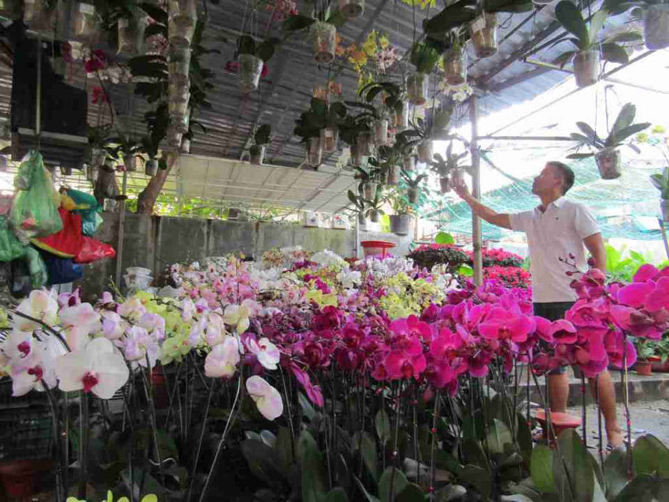 Vào những ngày giáp Tết Nguyên đán Kỷ Hợi 2019, hoa lan luôn là loài hoa chiếm ưu thế trong cửa hàng bán hoa tết tại thành phố Quy Nhơn