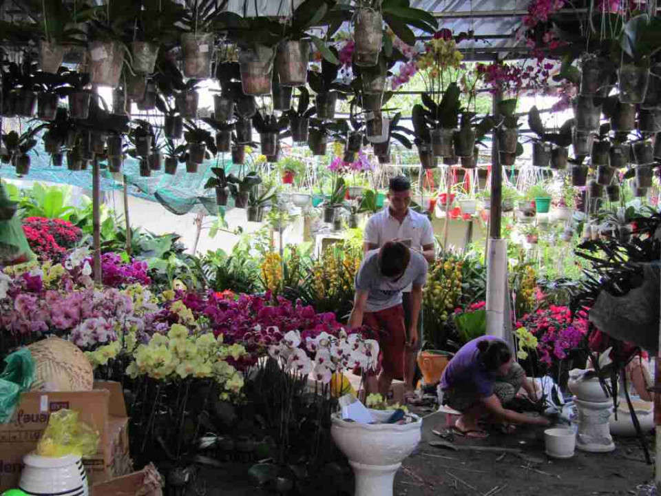 Người bán hoa lan tất bật giao hàng cho khách trong dịp Tết 