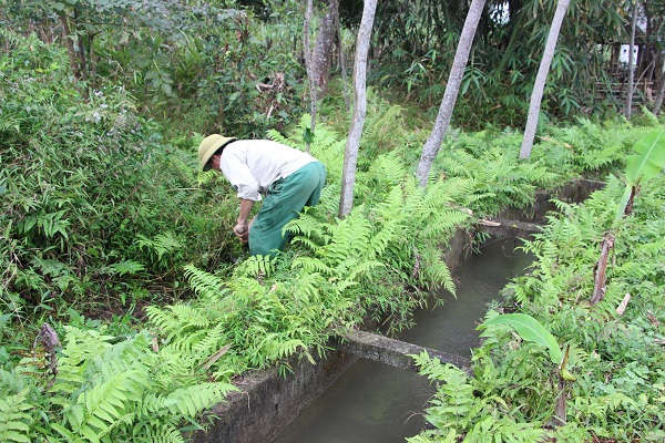 Ông Nguyễn Văn Nhân xóm trưởng Bản Nhạ đang vạch bụi cây chỉ vị trí mương do UBND xã Châu Cường đầu tư trước đó