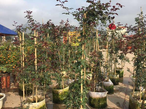 Những cây hồng với giá từ 800.000 đồng/cây.