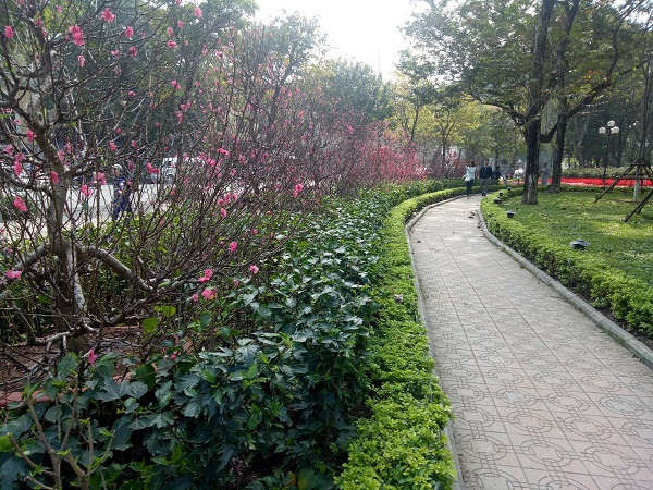 Hoa đào biểu tượng của mùa xuân cũng được thành phố trồng xung 