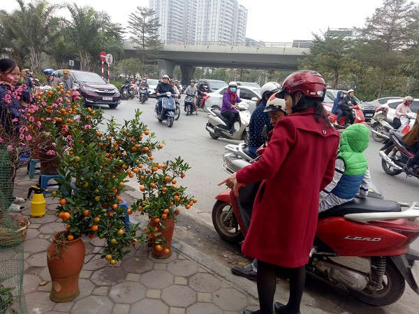 Người dân thành phố Hòa Bình đổ về khu vực quảng trường để lựa chọn sản phẩm hoa, đào, quất để trưng bày ngày Tết.