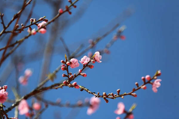 Còn đây là hình ảnh hoa đào mùa Xuân
