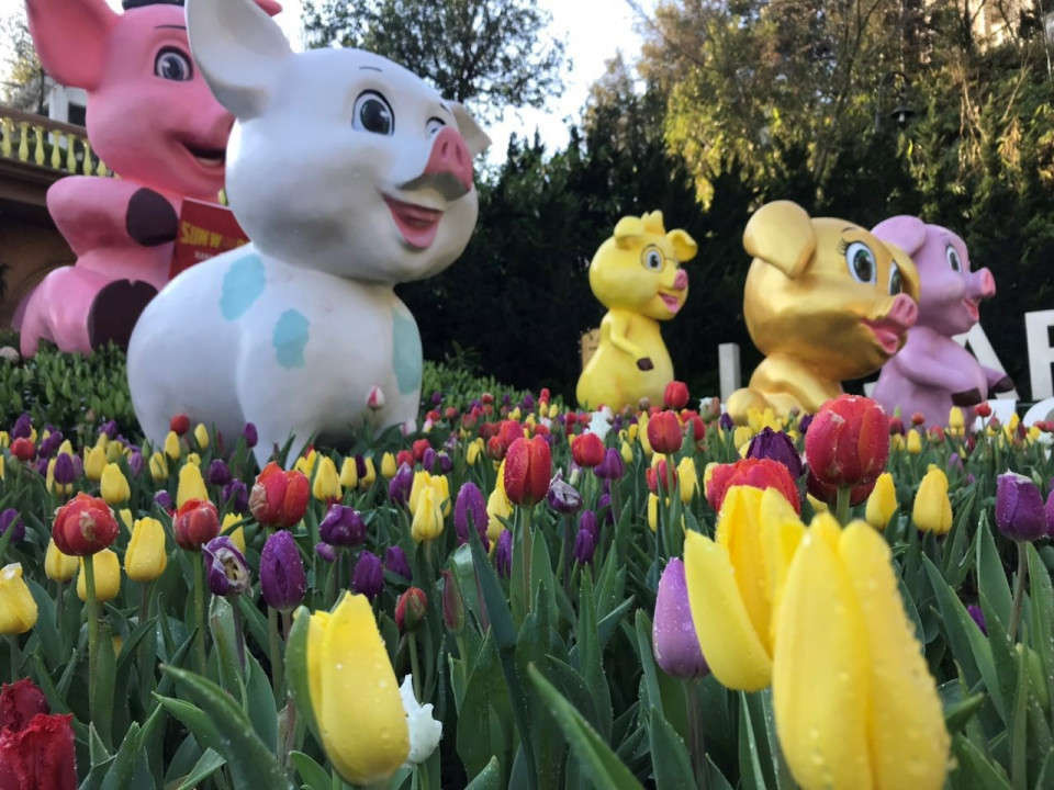 Đến Ba Na Hills trong dịp Tết, du khách sẽ thấy lẫn trong hàng ngàn bông tulip rực rỡ và quyến rũ, là những chú heo ngộ nghĩnh, xinh xắn với đủ sắc màu và tạo hình. Từ 14/2 - 31/3/2019, Lễ hội hoa Tulip sẽ biến Sun World Ba Na Hills thành một “xứ sở Hà Lan” kỳ diệu với sự xuất hiện của 1 triệu bông hoa tulip đủ màu sắc trong những tiểu cảnh mang đậm dấu ấn truyền thống