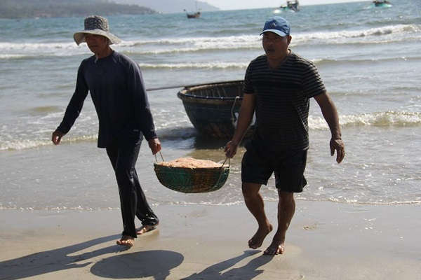 Đầu năm, Ngư dân các tỉnh Quảng Nam, Đà Nẵng rất khởi vì trúng đậm ruốc biển.