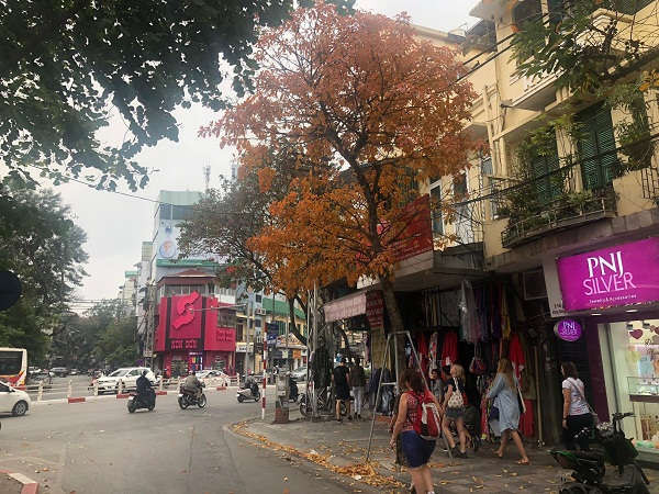 Phố phường Hà Nội đẹp dịu dàng với mùa cây thay lá