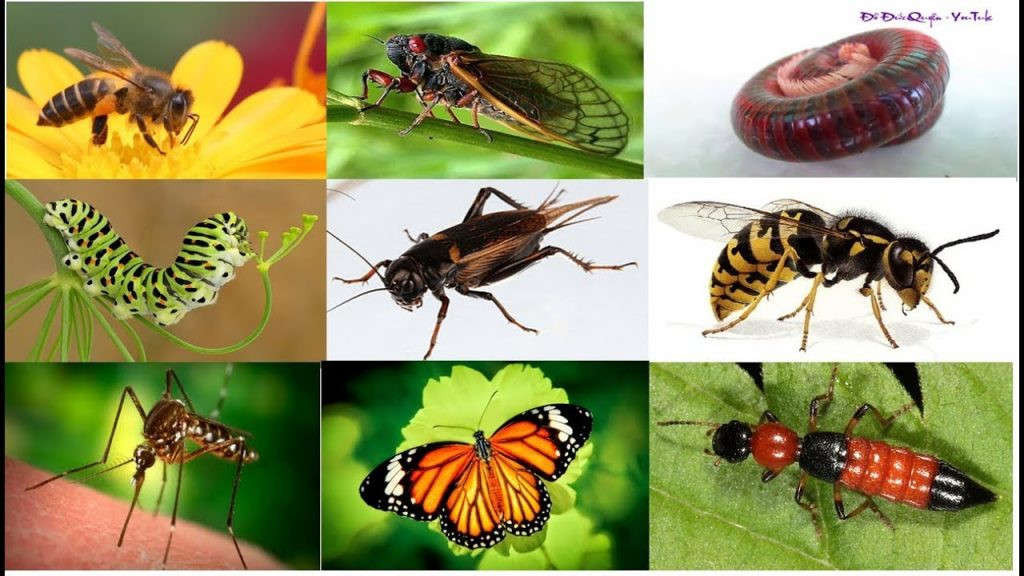 Nhiều loài côn trùng đang có nguy cơ bị tuyệt chủng (Ảnh Minh họa)