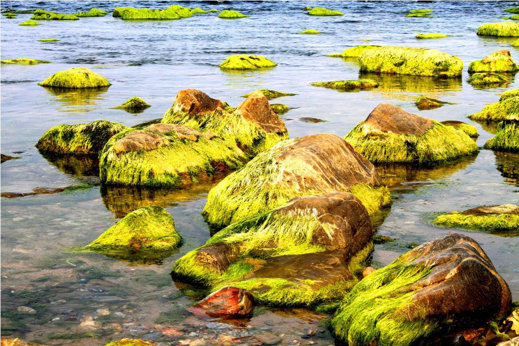 Khi thủy triều xuống, những thảm rêu xanh lộ ra, tạo nên khung cảnh đẹp ngỡ ngàng (Ảnh Đinh Lơ)