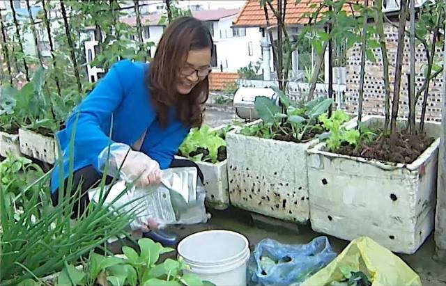 Giải pháp trồng rau an toàn mùa mưa  Báo Bà Rịa Vũng Tàu Online