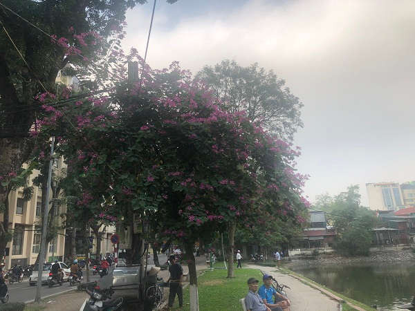 Khoảng ba năm trở lại đây, một số tuyến đường ở Hà Nội trồng thêm hoa ban tím.