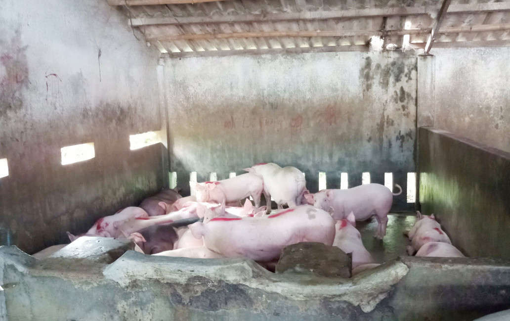 Thừa Thiên Huế tăng cường phòng ngừa, ngăn chặn nguy cơ xâm nhiễm bệnh Dịch tả lợn Châu Phi