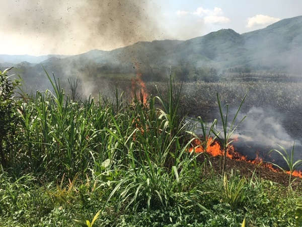 Đám cháy gây thiệt hại hàng trăm triệu đồng cho người trồng mía