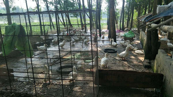 Người dân phản ánh cơ sở chăn nuôi vịt của hộ gia đình ông Nguyễn văn tính ở thôn 1 gây ô nhiễm