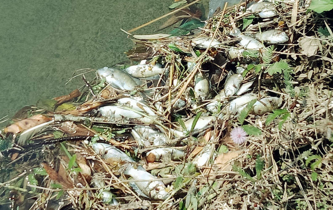 Cá chết trên kênh N10A, đoạn chảy qua thôn Phú Mỹ, xã Tam An, huyện Phú Ninh, tỉnh Quảng Nam