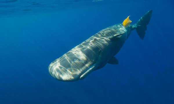 Một con cá nhà táng va phải chất thải nhựa. Ảnh: Ullstein Bild / Getty Images