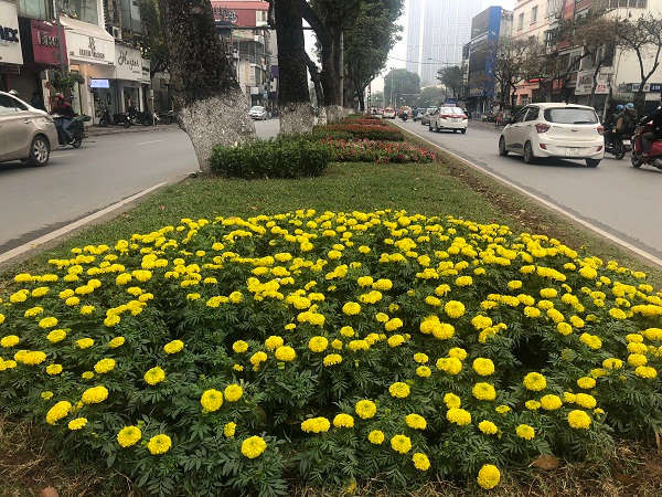 Để có những con đường hoa xinh tươi, khoe sắc trên nhiều tuyến phố của Thủ đô chào đón Hội nghị thượng đỉnh 
