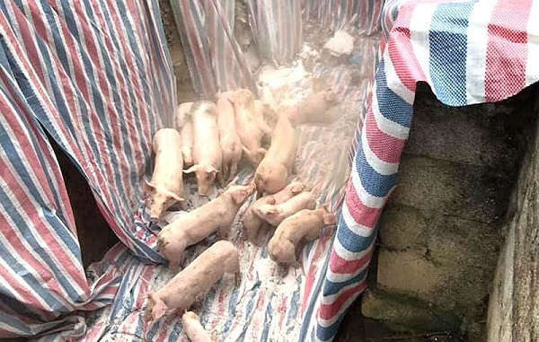 Toàn bộ 226 con lợn của gia đình ông Thanh đã được tiêu hủy nhằm ngăn chăn lây lan.