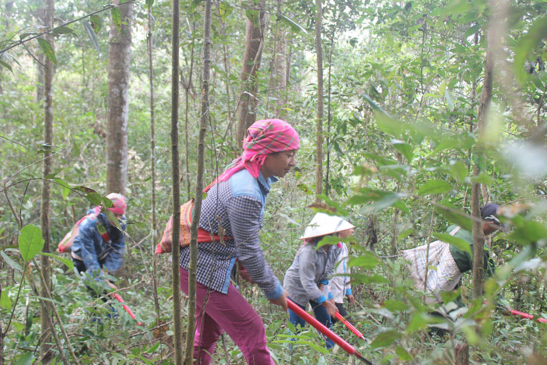 Người dân xã Mường Nhé, huyện Mường Nhé tích cực tham gia bảo vệ rừng