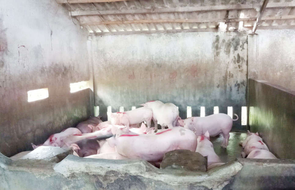 Thừa Thiên Huế triển khai đồng bộ các giải pháp cấp bách phòng và ngăn chặn nguy cơ xâm nhiễm bệnh dịch tả lợn Châu Phi