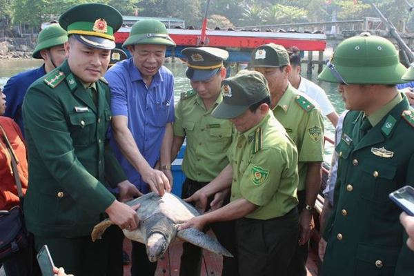Rùa biển quý hiếm nặng 25kg được thả về biển(Ảnh: Tienphong.vn)