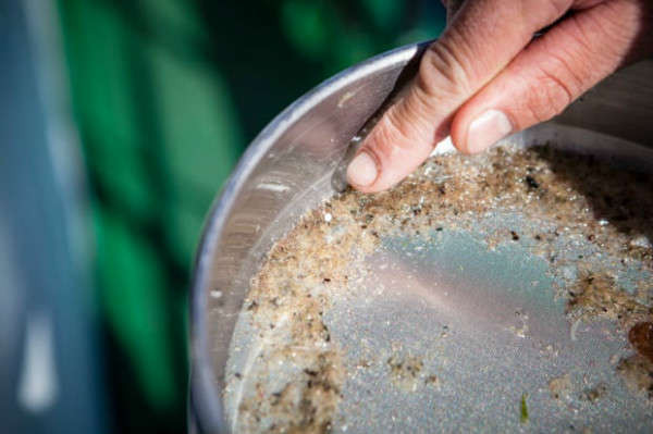 Nhân viên Greenpeace lấy mẫu nước biển nhiễm hạt vi nhựa. Ảnh: Will Rose / Greenpeace