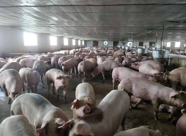 Các cơ sở, hộ chăn nuôi phải hiểu rõ tính chất nguy hiểm và các triệu chứng của bệnh dịch tả lợn châu Phi để phát hiện và có phương án xử lý kịp thời(Ảnh: Minh San)