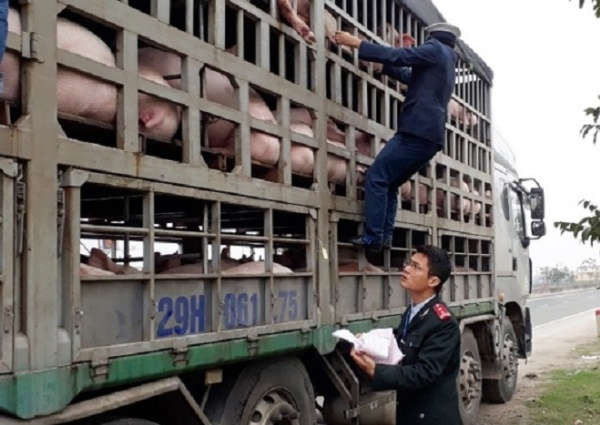 Tăng cường kiểm soát buôn bán, giết mổ, vận chuyển lợn và sản phẩm lợn để phòng, chống bệnh dịch tả lợn Châu Phi(Anh: Baohatinh.vn)