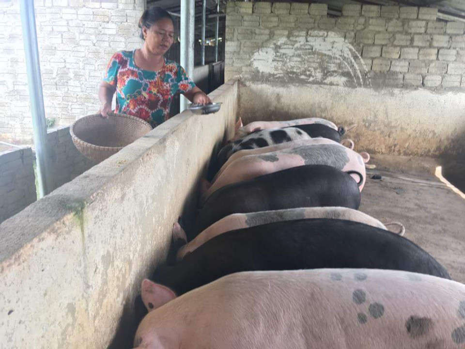 Chi cục Thú y tỉnh Điện Biên cũng đưa khuyến cáo với người dân cần chủ động tăng cường kiểm tra, giám sát đàn lợn của gia đình