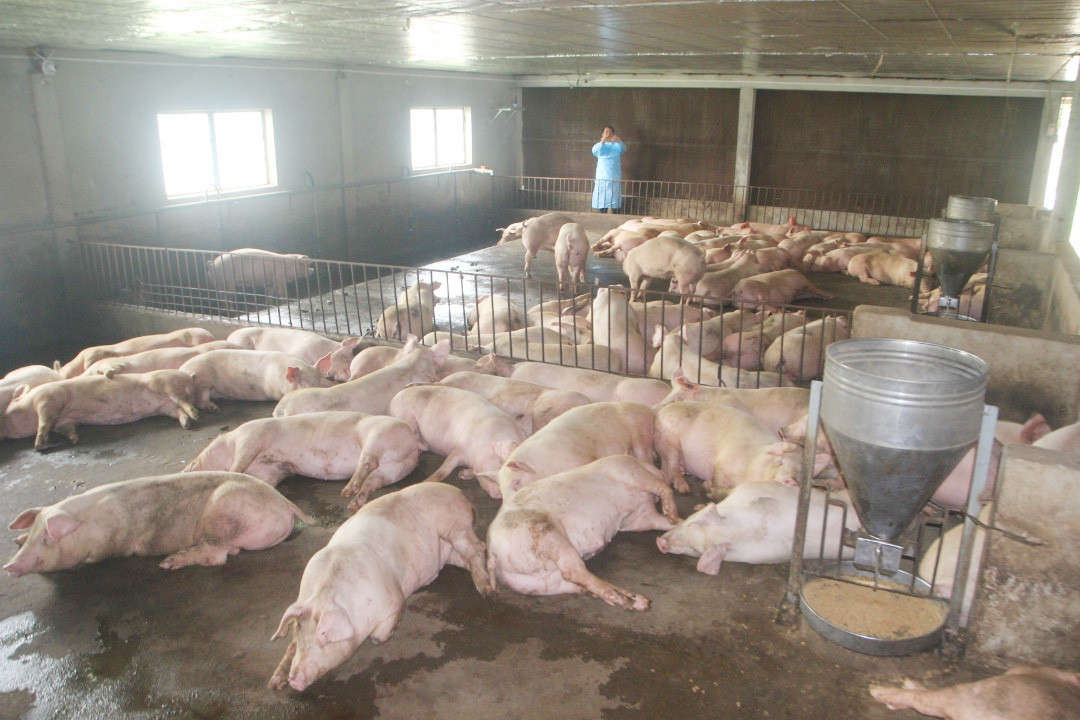 Tình hình bệnh Dịch tả lợn Châu Phi đang diễn biến phức tạp