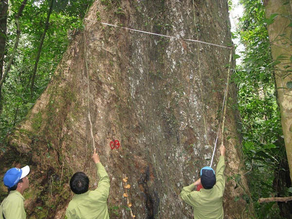Cán bộ Khu bảo tồn thiên nhiên Pù Hoạt đang đo cây sa mu dầu