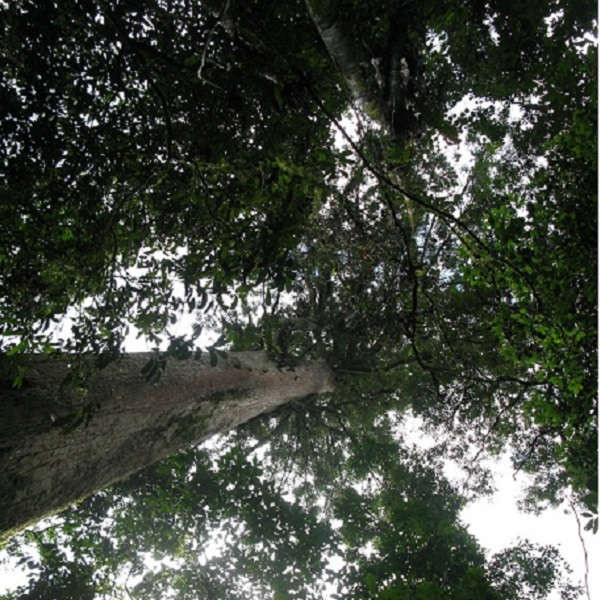 Một trong 5 cây Phay sừng được công nhận là cây di sản