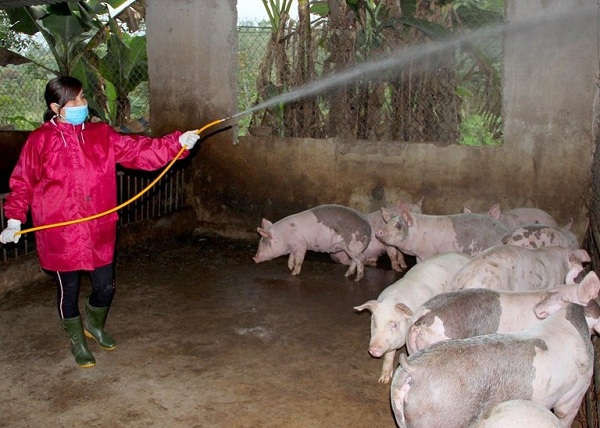 Phun thuốc khử trùng phòng chống dịch bệnh cho đàn lợn