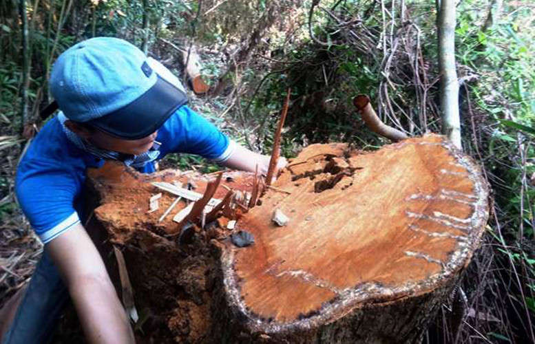 Những gốc cây to tại rừng phòng hộ thượng nguồn sông Tả Trạch bị “lâm tặc” tấn công