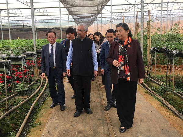  Phó Chủ tịch Thường trực Quốc hội Tòng Thị Phóng và Đoàn khảo sát thăm mô hình trồng dâu tây tại Công ty cổ phần Chimifarm, huyện Mộc Châu.