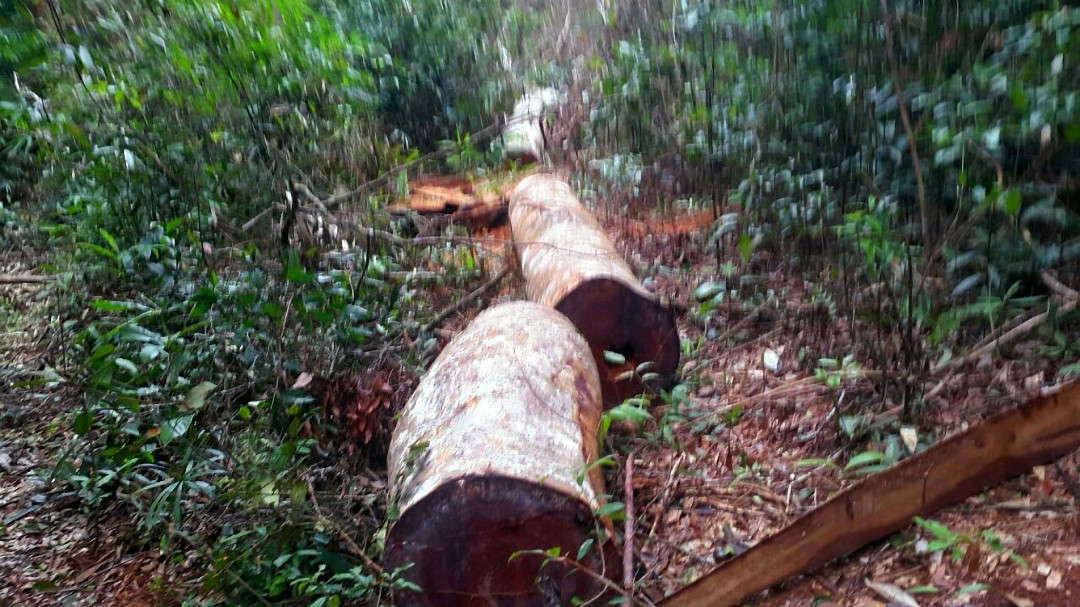 Ảnh hiện trường rừng Kbang bị tàn phá (1)