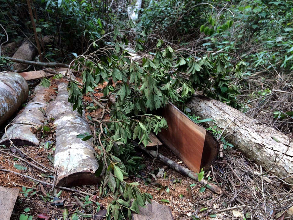 Ảnh hiện trường rừng Kbang bị tàn phá (2)