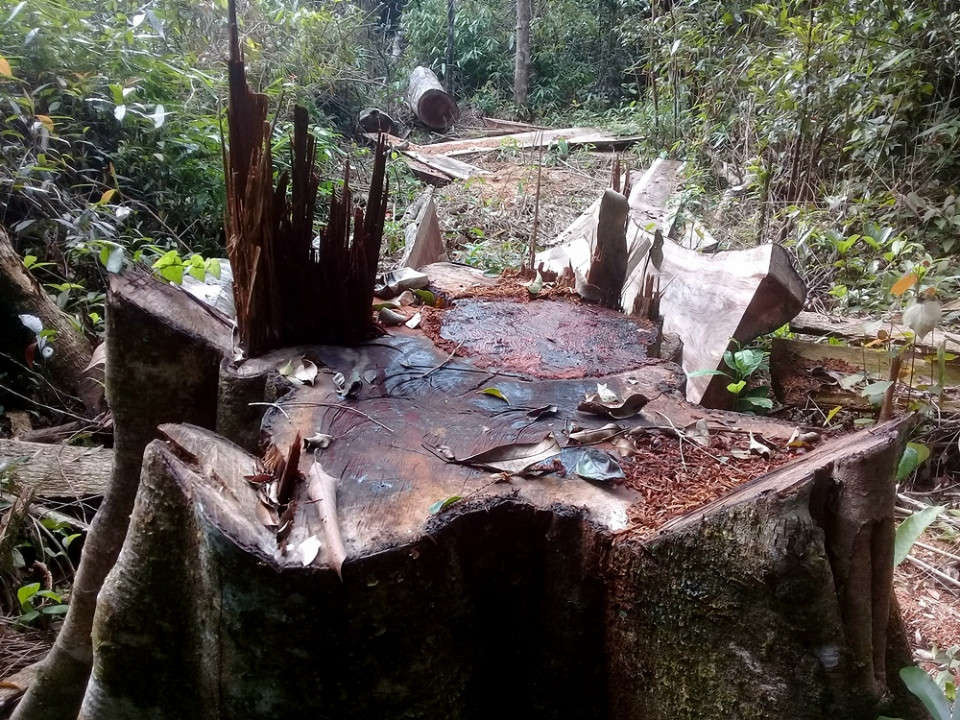 Ảnh hiện trường rừng Kbang bị tàn phá (3)