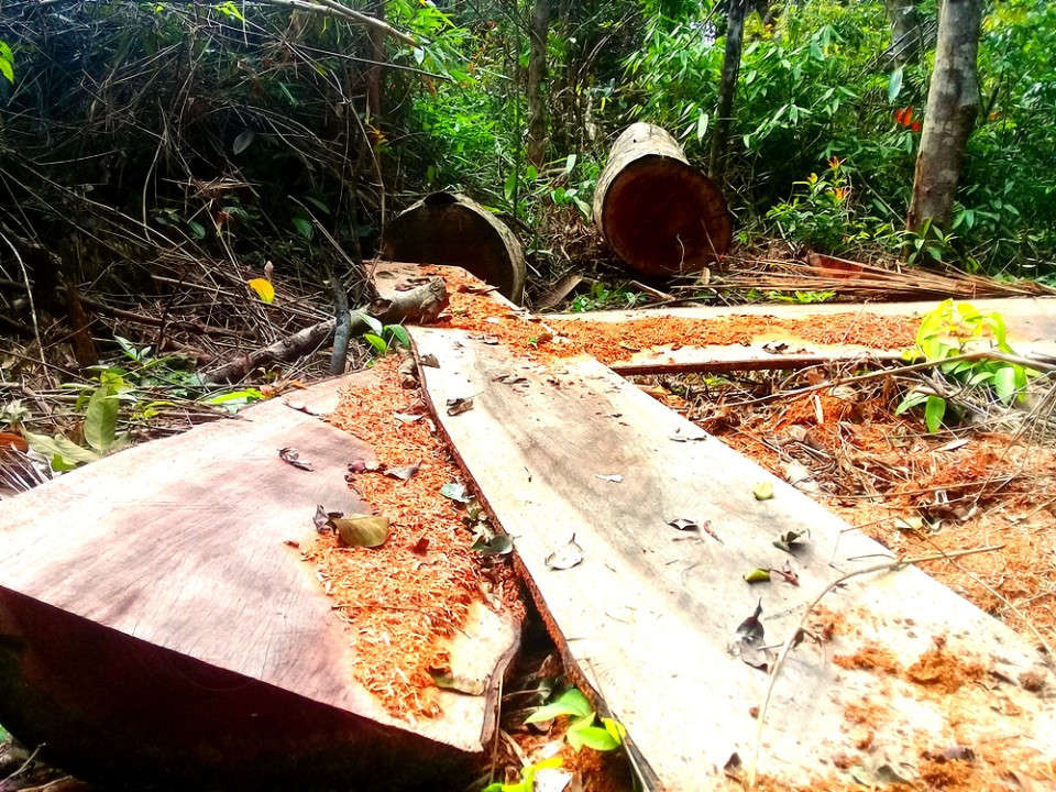 Ảnh hiện trường rừng Kbang bị tàn phá (5)