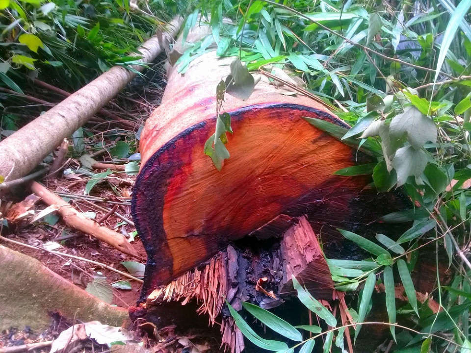 Ảnh hiện trường rừng Kbang bị tàn phá (6)