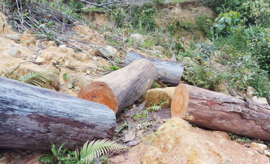 Tuyến đường “đắp chiếu” tạo điều kiện cho lâm tặc vận chuyển gỗ lậu, trong ảnh là gỗ do lâm tặc để lại