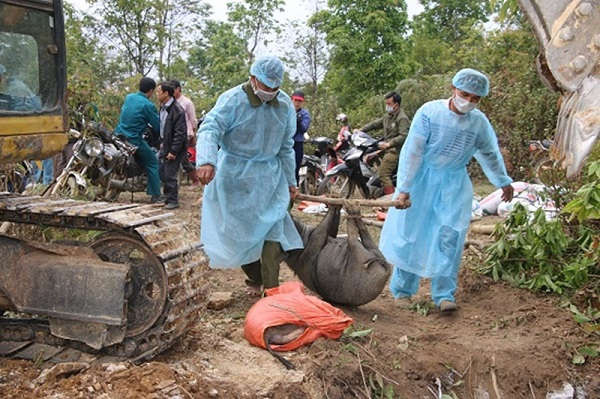 Huyện Thuận Châu tiêu hủy lợn mắc bệnh