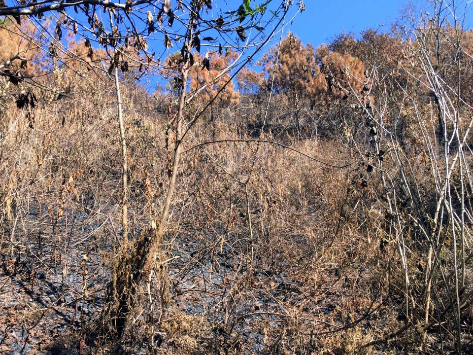 Ảnh hiện trường vụ cháy rừng nghi do nhân tai (3)