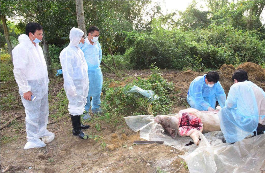 Lực lượng chức năng Thừa Thiên Huế tiêu hủy lợn nhiễm dịch tại nhà ông Tạ Hồng Uẩn
