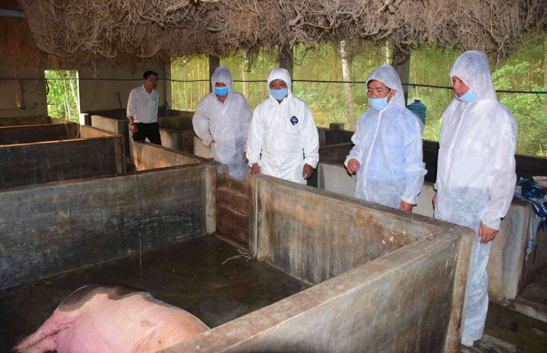Lãnh đạo tỉnh Thừa Thiên Huế chỉ đạo xử lý dịch tả lợn Châu Phi tại thôn Hiền An và các vùng lân cận